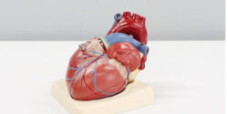 modell av hjärta